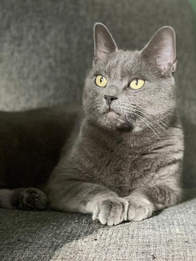Heb jij Adrie of Chiel gezien? Deze twee huisdieren worden in Oldenzaal vermist