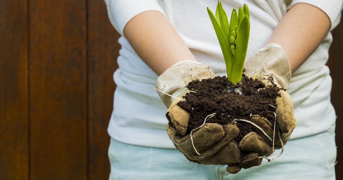 Groenmarkt in Gorssel met tips voor een groene tuin en leefomgeving