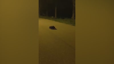 Eleonore stond ’s nachts ineens oog in oog met een bever: ‘Ik dacht dat het mijn poes was’