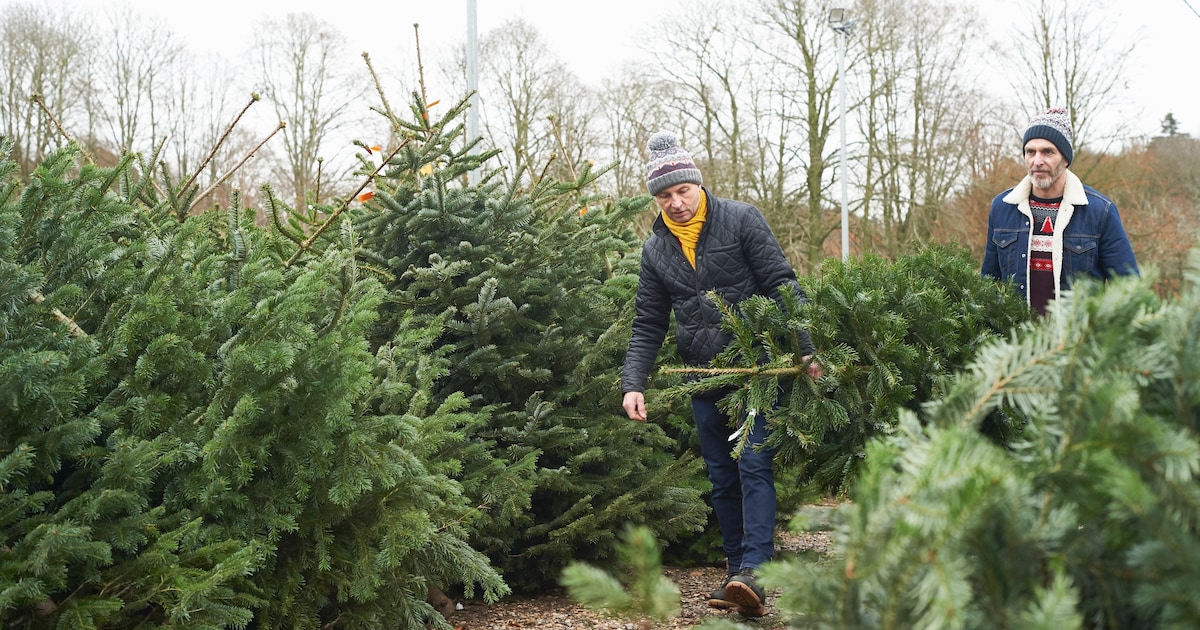 Dit kun je doen om te zorgen dat jouw kerstboom geen kaal geraamte is ...