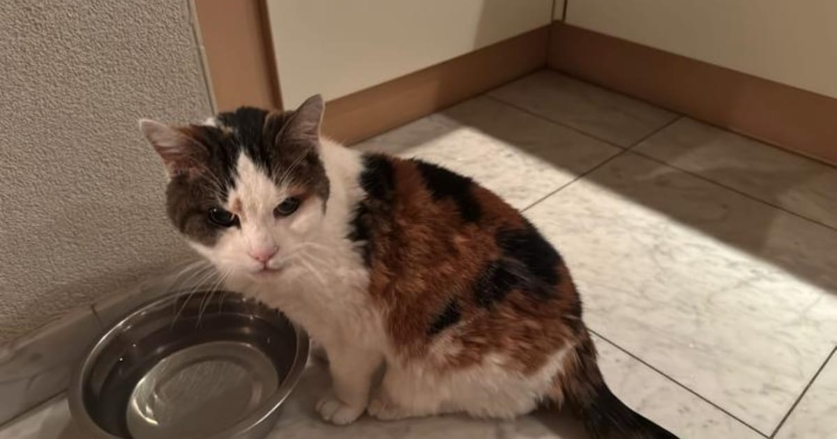 Heb jij Junior gezien? Dit huisdier wordt in Stichtse Vecht vermist