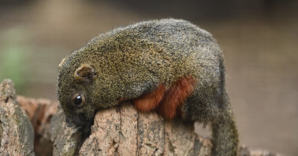 Laatste pallas’ eekhoorn overleden in Born: opvangplek mogelijk vrij voor andere dieren