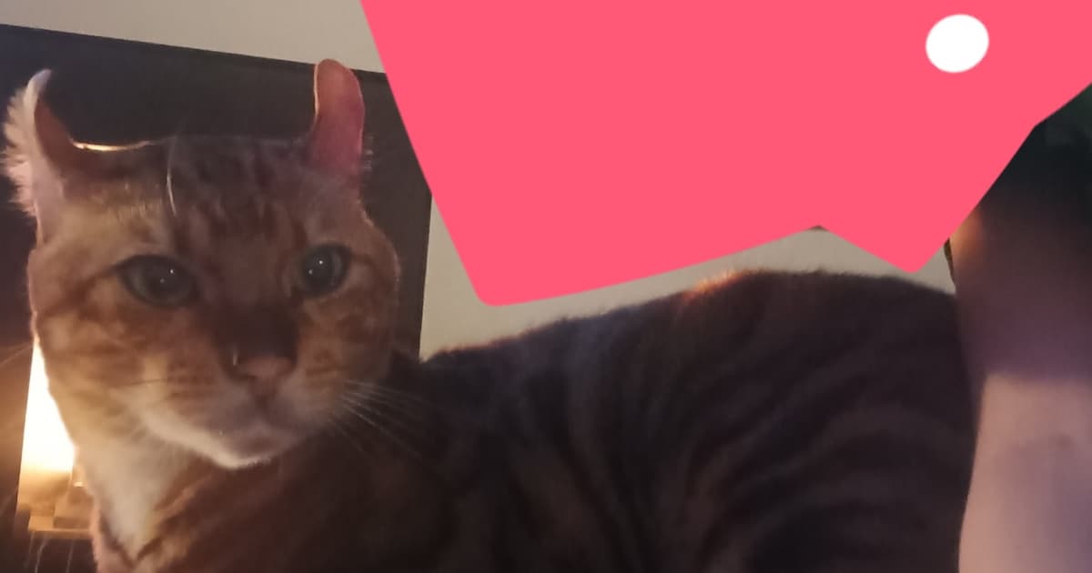 Heb jij Tyga gezien? Dit huisdier wordt in Brunssum vermist