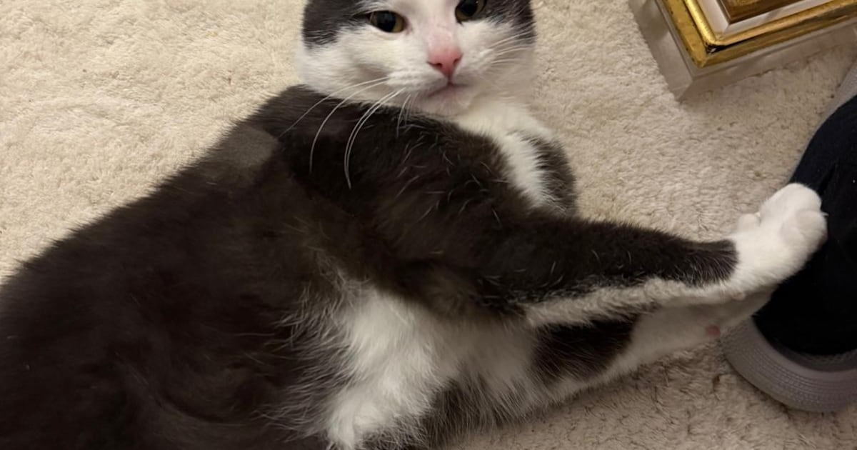 Heb jij Baron gezien? Dit huisdier wordt in Diemen vermist