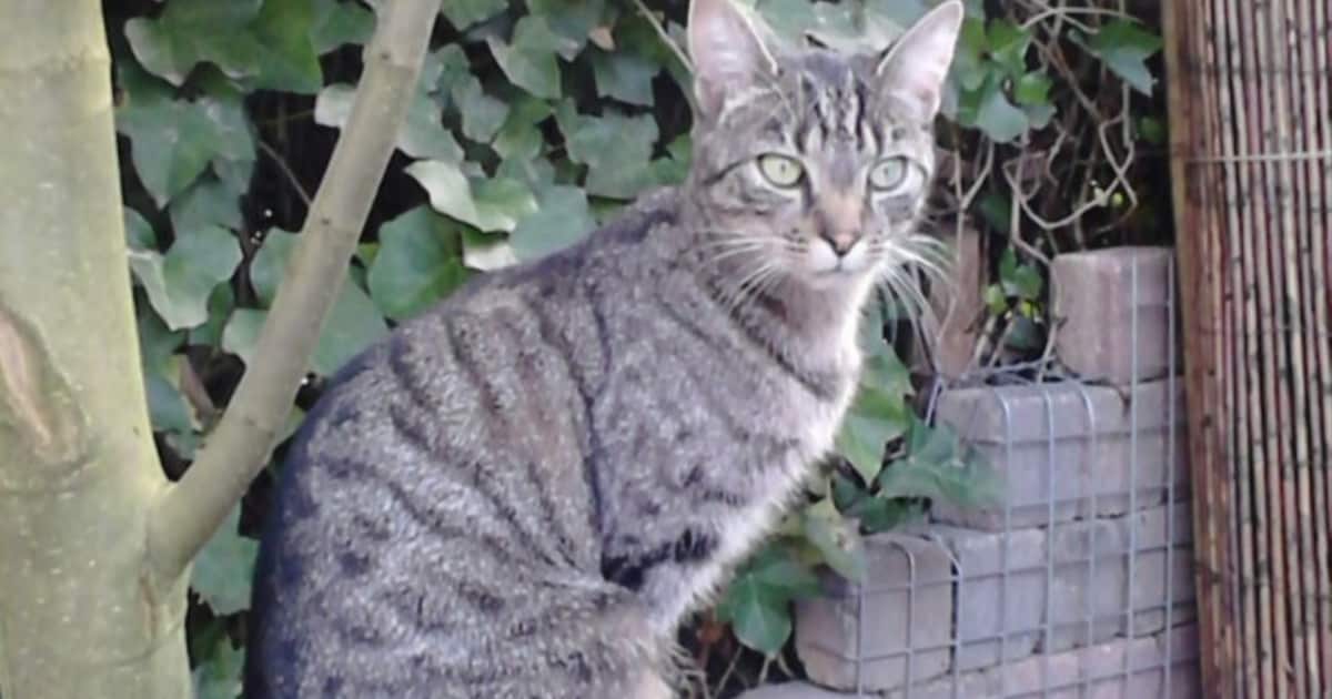 Heb jij Winnie gezien? Dit huisdier wordt in Voerendaal vermist