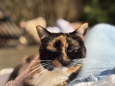 Heb jij Poes, Lotje of Nox gezien? Deze 12 huisdieren worden in Zwolle vermist