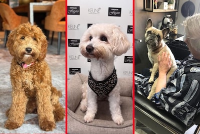 Cute! Deze winkels in Almelo hebben een huisdier ‘van de zaak’