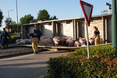 Vrachtwagen vol varkens kantelt in De Rips, 150 dieren liepen los