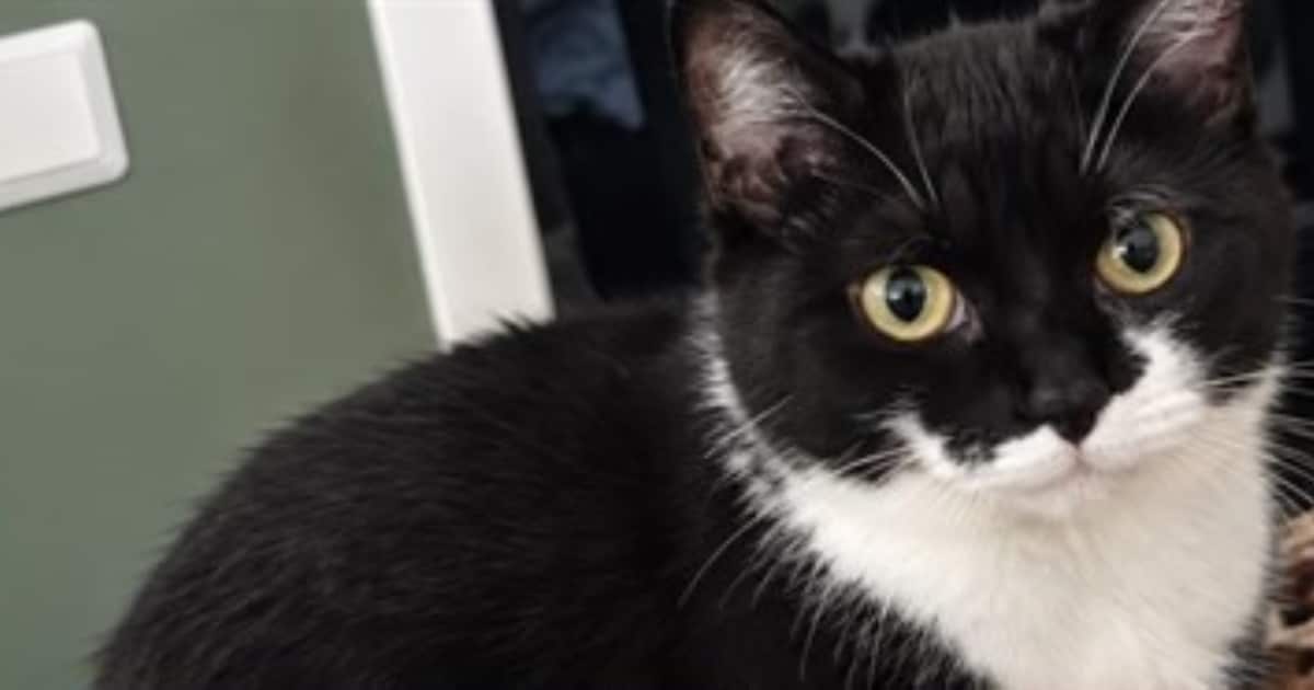 Heb jij Raya, Batman of Bimbo gezien? Deze zes huisdieren worden in Heerlen vermist