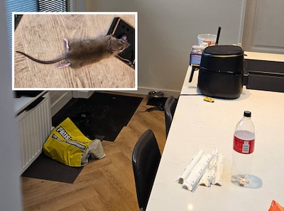 Ratten op zolder en in keukenkastje, bewoners Hasseltplein zijn er helemaal klaar mee: ‘Dit is dweil