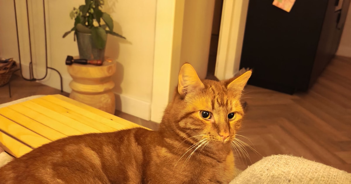 Heb jij Mini of Henkie gezien? Deze twee huisdieren worden in Zaltbommel vermist