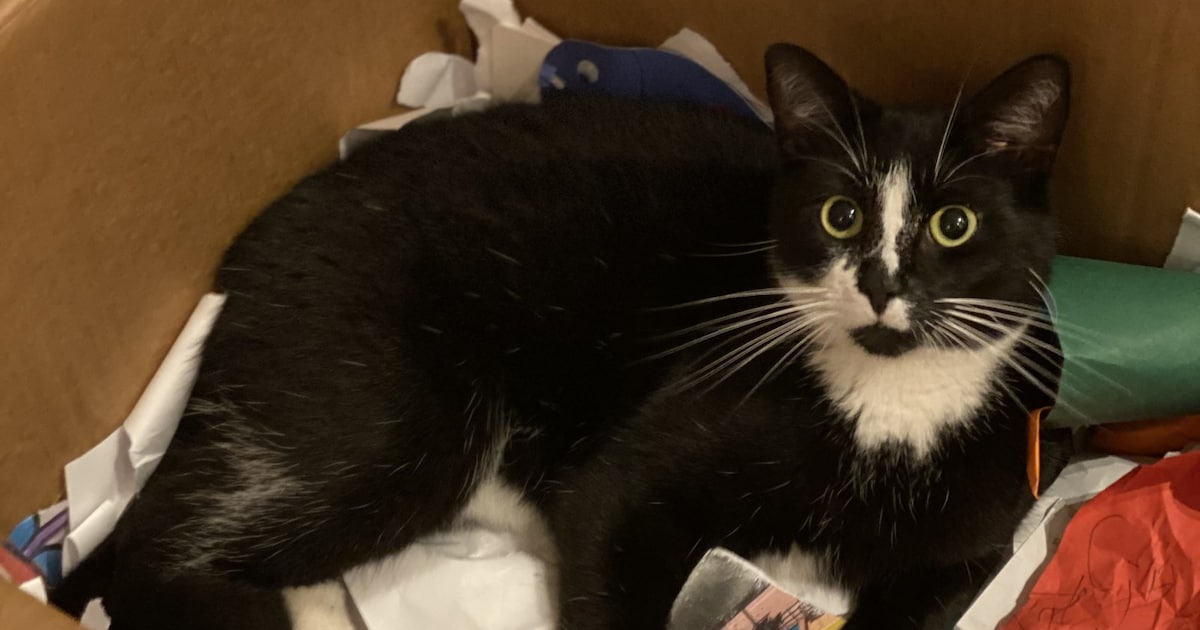 Heb jij Lily, Filemona of Chase gezien? Deze drie huisdieren worden in Maashorst vermist
