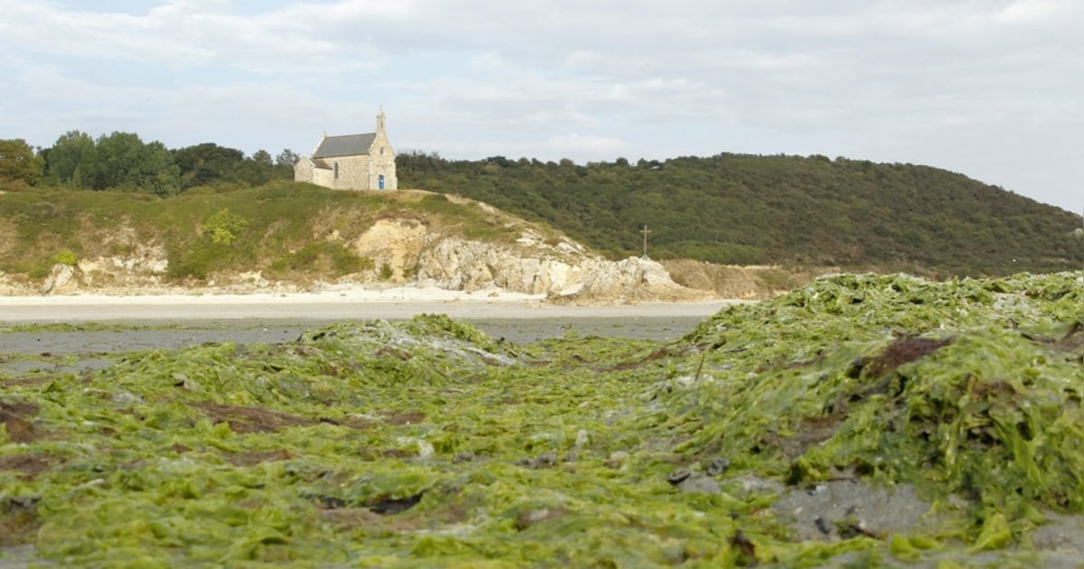Stranden Bretagne dicht door giftige algen | Wonen | AD.nl