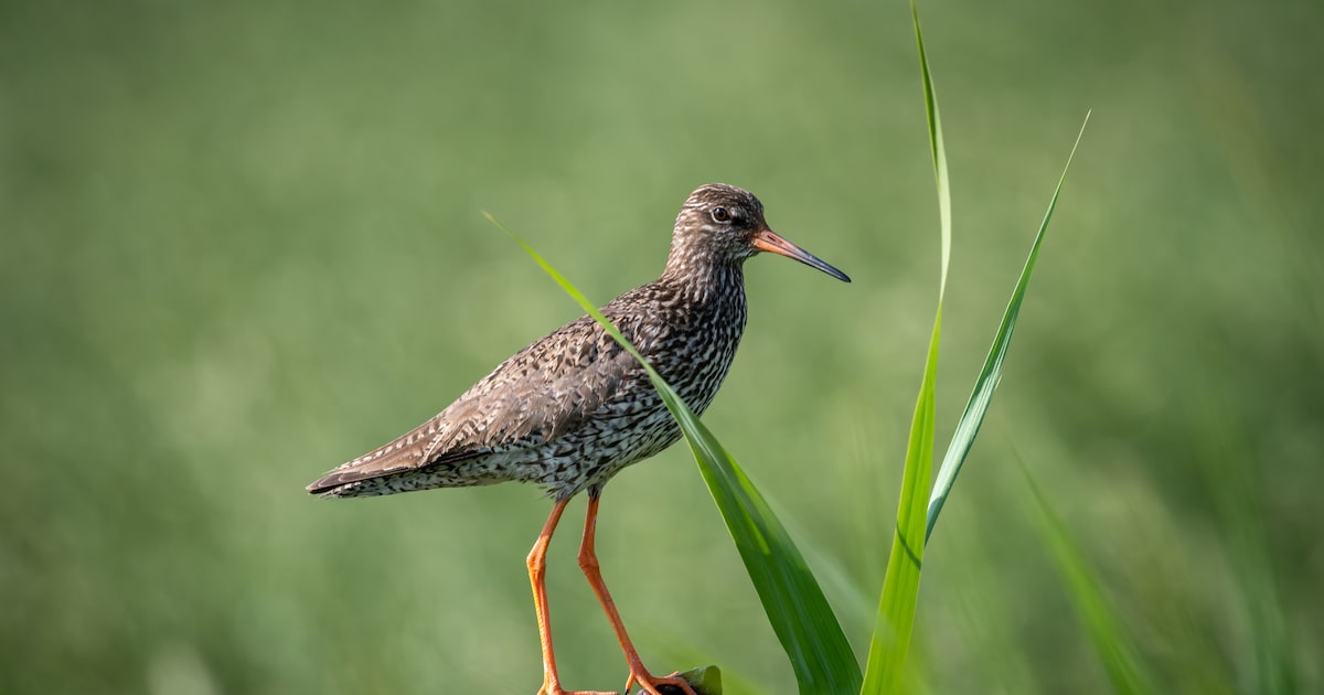 IVN RijnWaal houdt vogelexcursie in Doornenburg