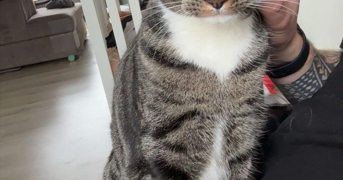 Heb jij Guusje, Oreo of Siera gezien? Deze drie huisdieren worden in Oldambt vermist