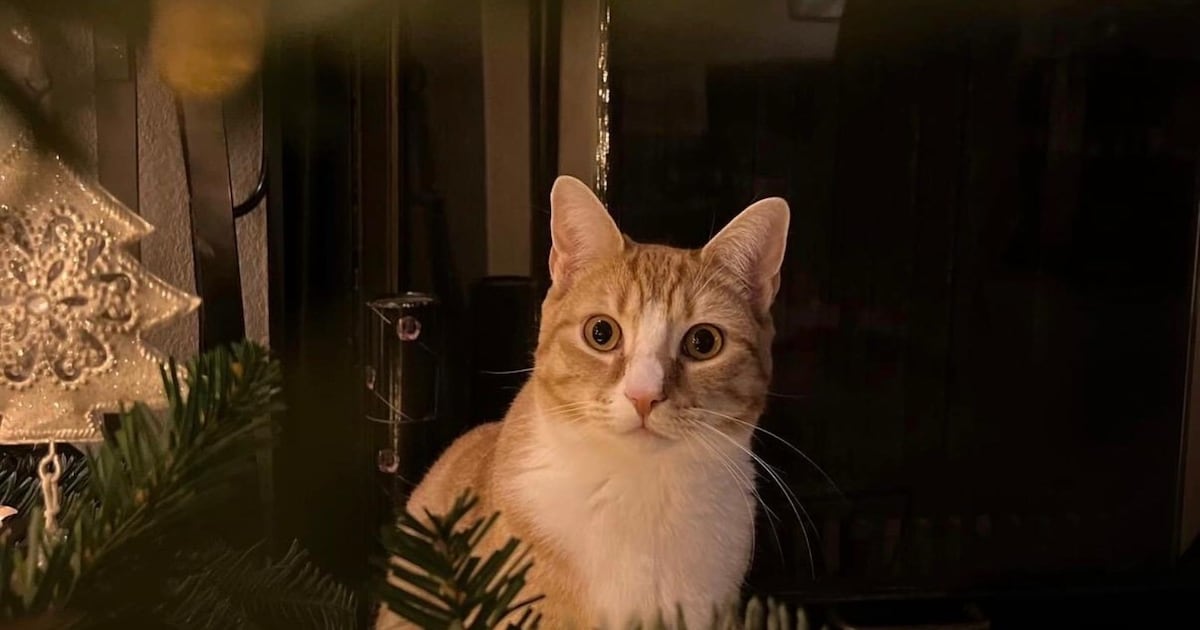 Heb jij Tinkel, Zio of Nala gezien? Deze vier huisdieren worden in Voorne aan Zee vermist