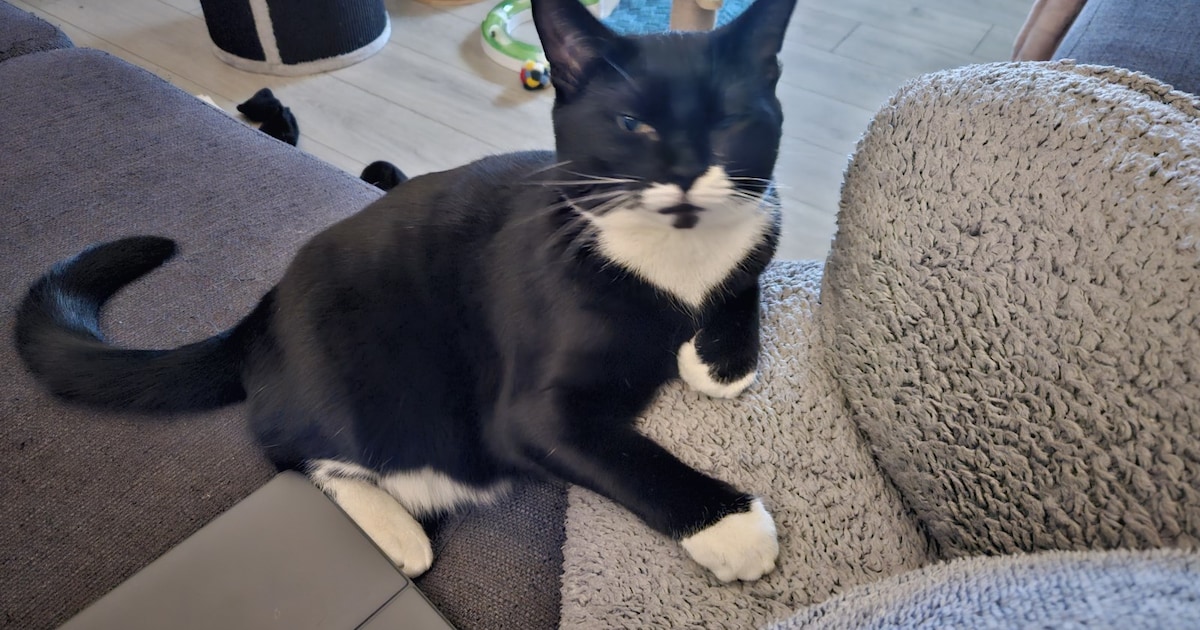 Heb jij Luna of Piepmuis gezien? Deze twee huisdieren worden in Borsele vermist