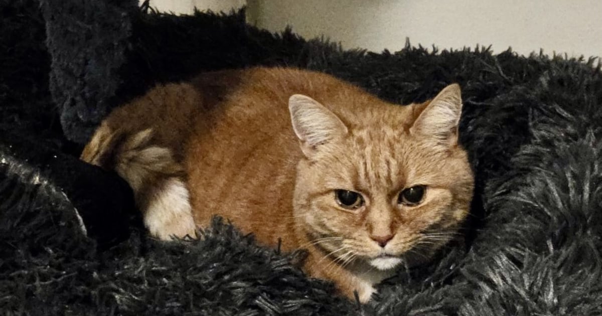 Heb jij Tijgertje gezien? Dit huisdier wordt in Roerdalen vermist