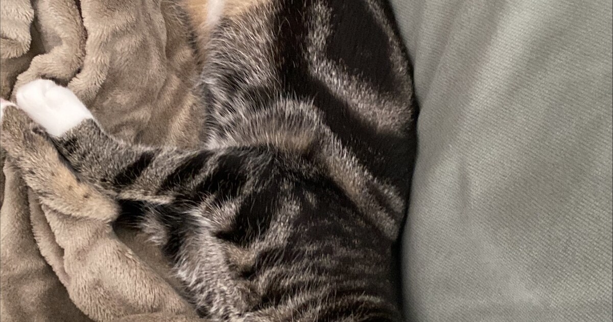 Heb jij Misty, Bella of Spijkie gezien? Deze drie huisdieren worden in Nissewaard vermist