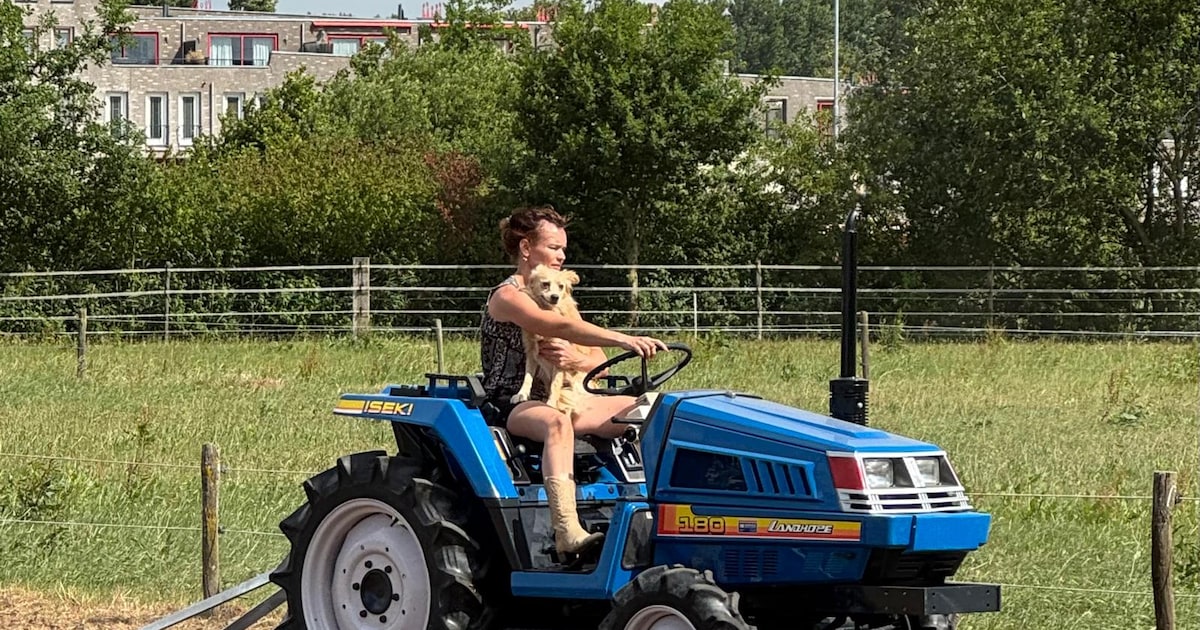 Gestolen tractor is grote klap voor pensionstal: ‘Mijn kleine grote blauwe vriend is weg’