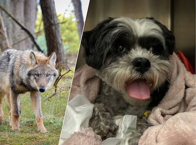 Dierenarts waarschuwt: hondje door wolf gebeten, houd je beest aangelijnd