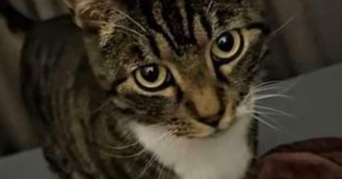 Heb jij Gucci of Jaxx gezien? Deze twee huisdieren worden in Helmond vermist