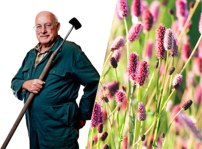 Bloemen in je grasveld mogen best, sommige komen gewoon gratis aanwaaien