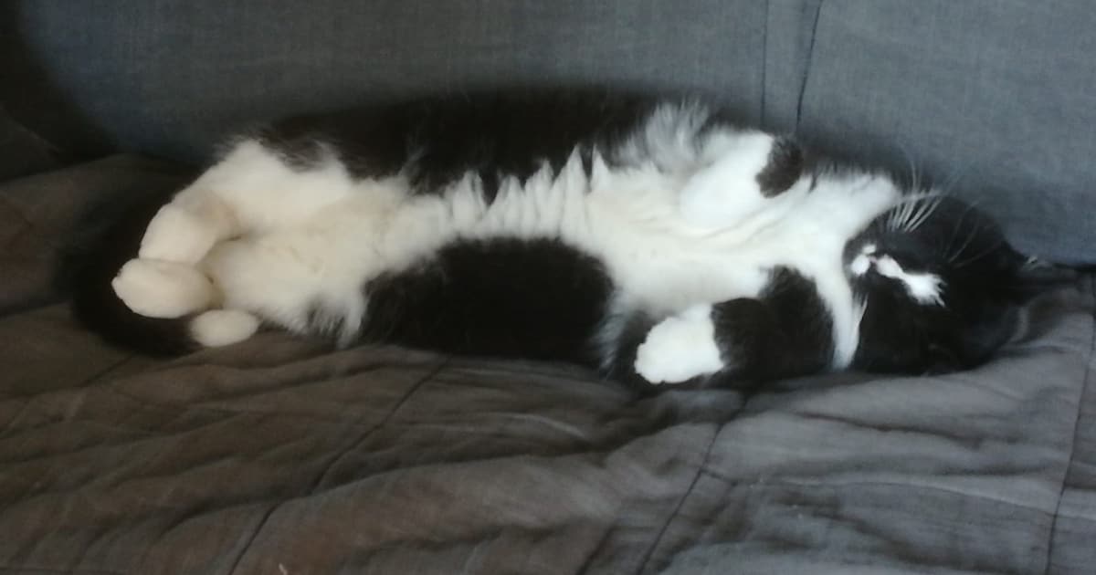 Heb jij Okkie of Roos gezien? Deze twee huisdieren worden in Oldambt vermist