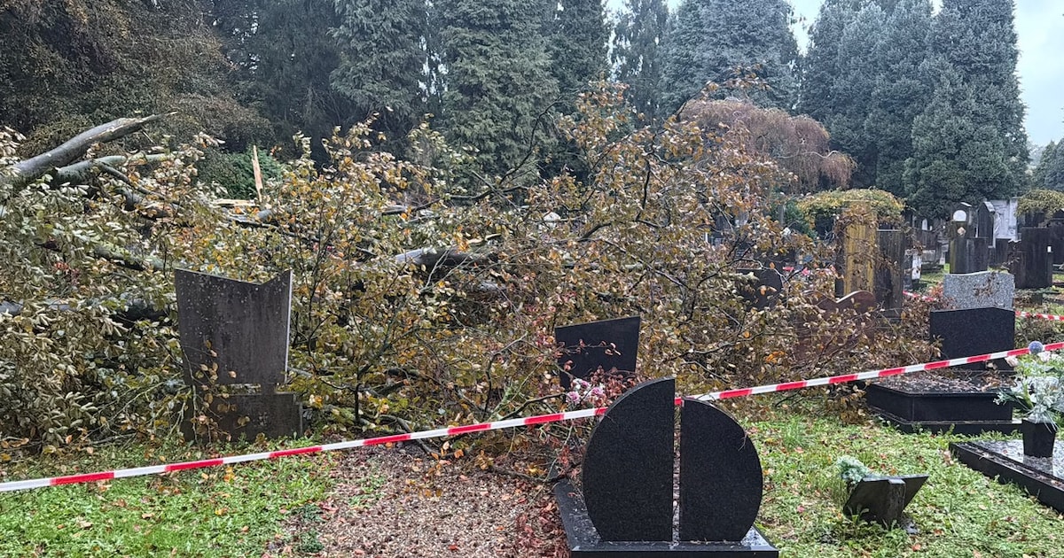 Omgewaaide bomen beschadigen meerdere graven op historische begraafplaats in Maastricht