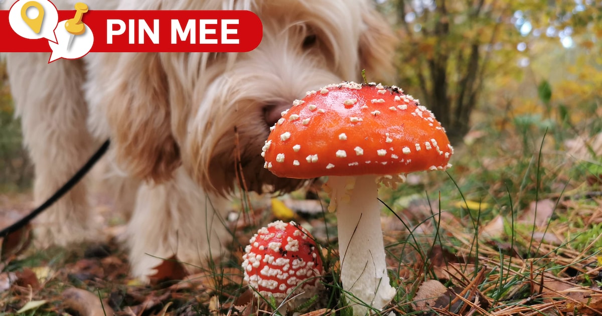 Waar in regio Den Haag zijn de mooiste paddenstoelen te vinden?