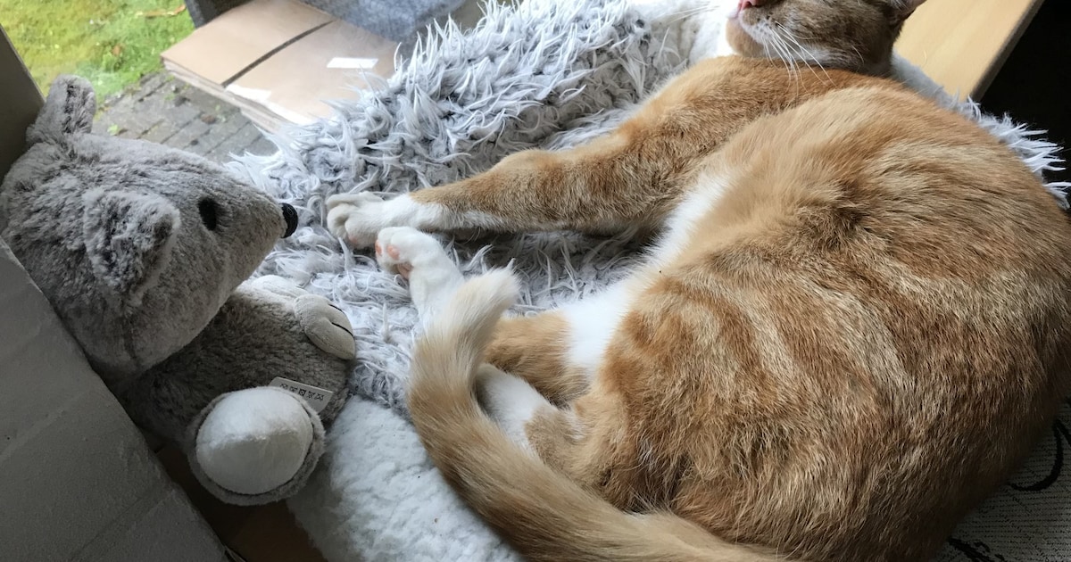 Heb jij Eddy gezien? Dit huisdier wordt in Leusden vermist