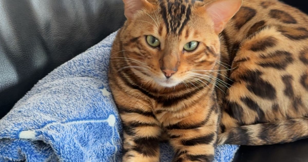 Heb jij Nova, Jack of Jackson gezien? Deze drie huisdieren worden in Lisse vermist
