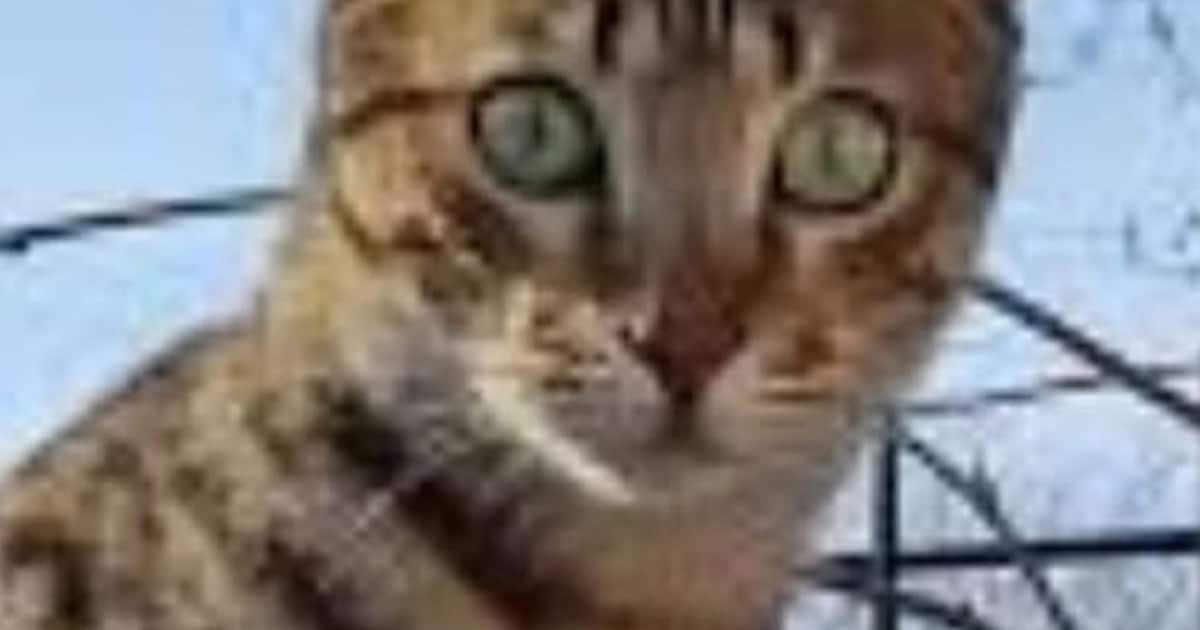Heb jij Mikki, Rebel of Pluk gezien? Deze 13 huisdieren worden in Alkmaar vermist