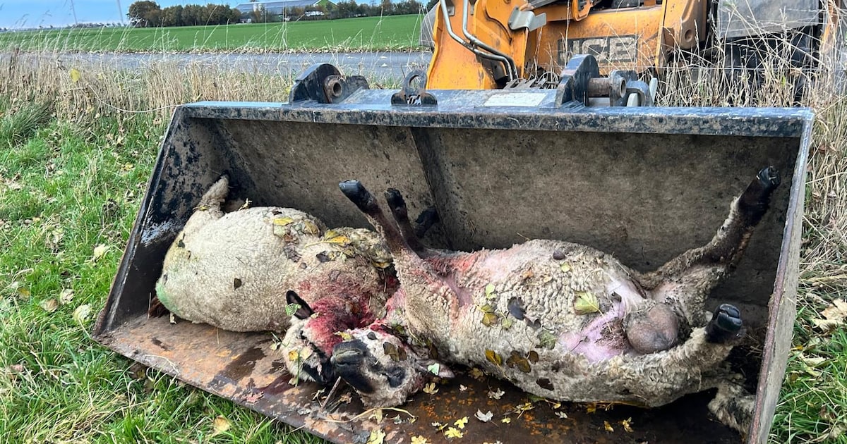 Dode schapen en nacht vol stress na wolvenaanval Biddinghuizen: ‘Dit roofdier heeft geen vijanden’