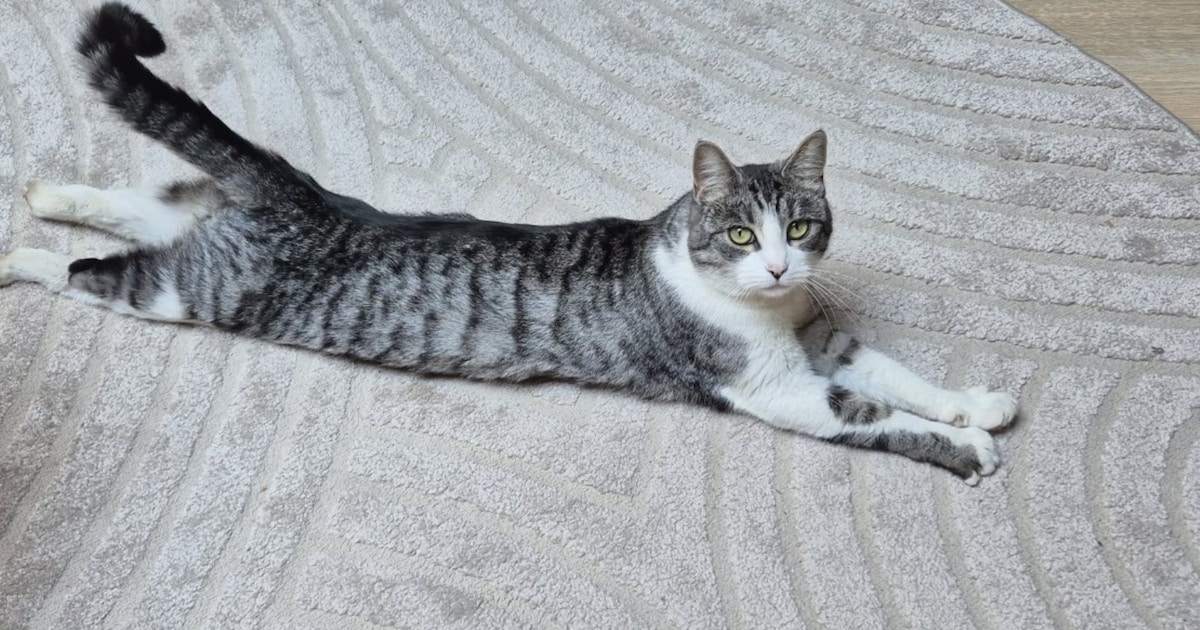 Heb jij Sokkie gezien? Dit huisdier wordt in Bunschoten-Spakenburg vermist