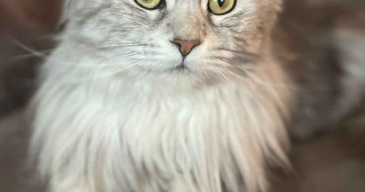 Heb jij Flo gezien? Dit huisdier wordt in Bergen vermist