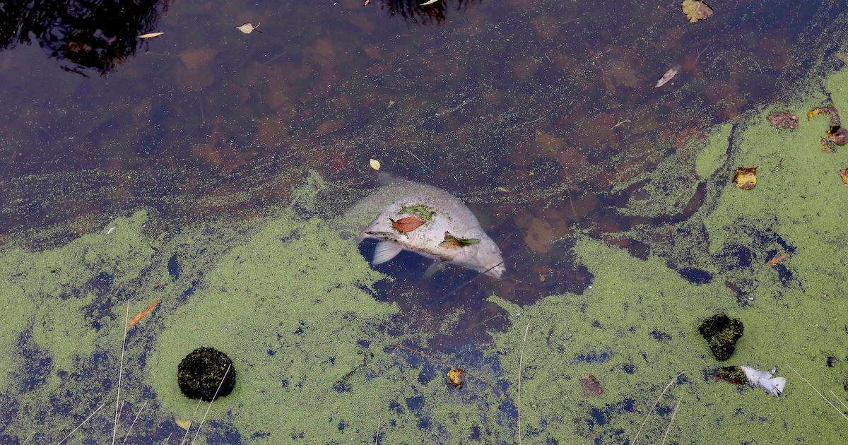Botulisme vermoed in watergang aan Westeind in Papendrecht