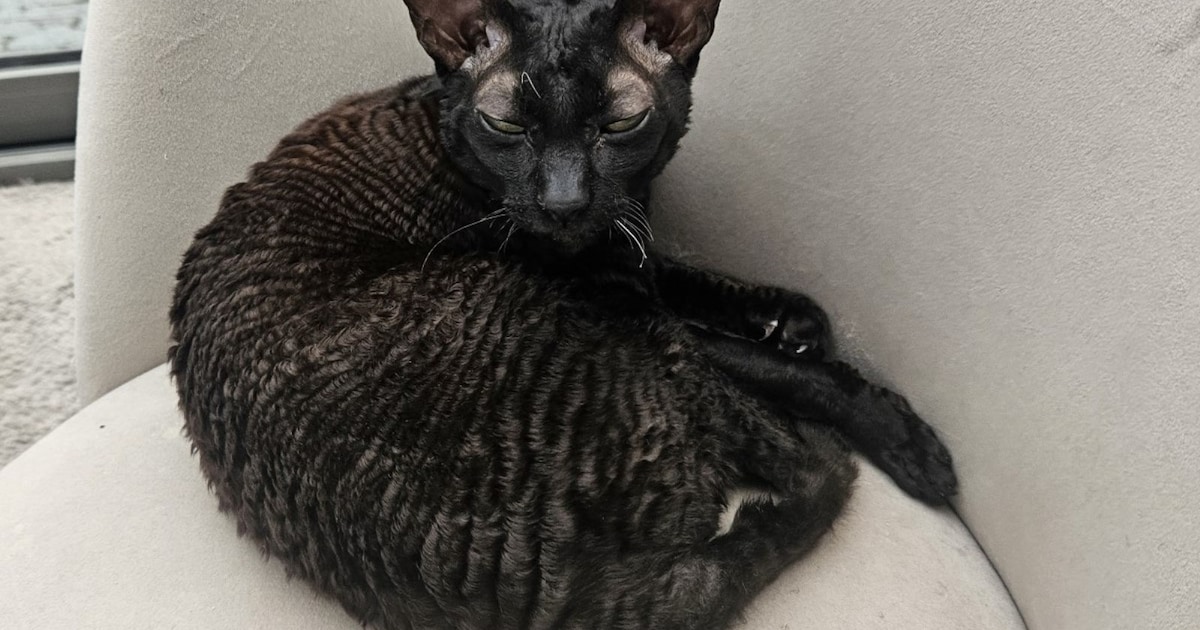 Heb jij Nero gezien? Dit huisdier wordt in Roosendaal vermist