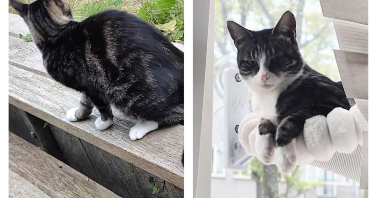 Heb jij Millie of Henk gezien? Deze 2 huisdieren worden in Leiden vermist