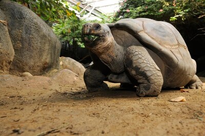 Leo, oudste bewoner Blijdorp, op 75-jarige leeftijd overleden (en dat is helemaal niet zo oud)