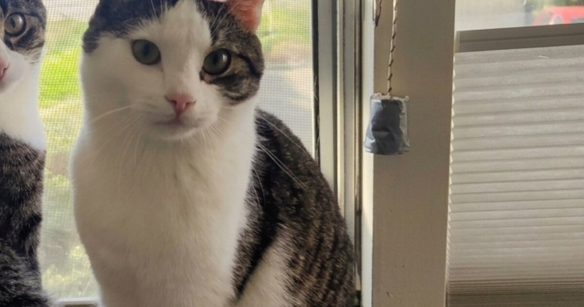 Heb jij Toby gezien? Dit huisdier wordt in Capelle aan den IJssel vermist