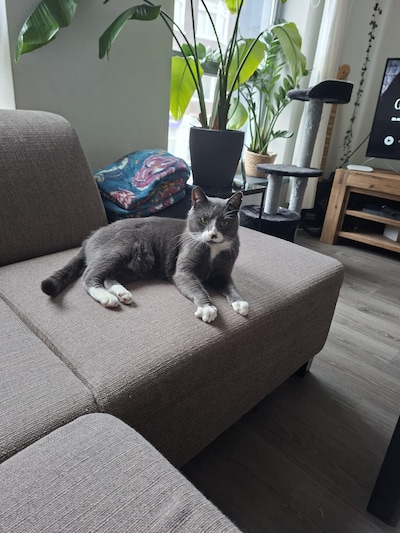 Heb jij Kalyke, Minou of Gai gezien? Deze 11 huisdieren worden in Groningen vermist
