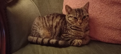Heb jij Cyber, Pip of Pippi gezien? Deze vier huisdieren worden in Veldhoven vermist