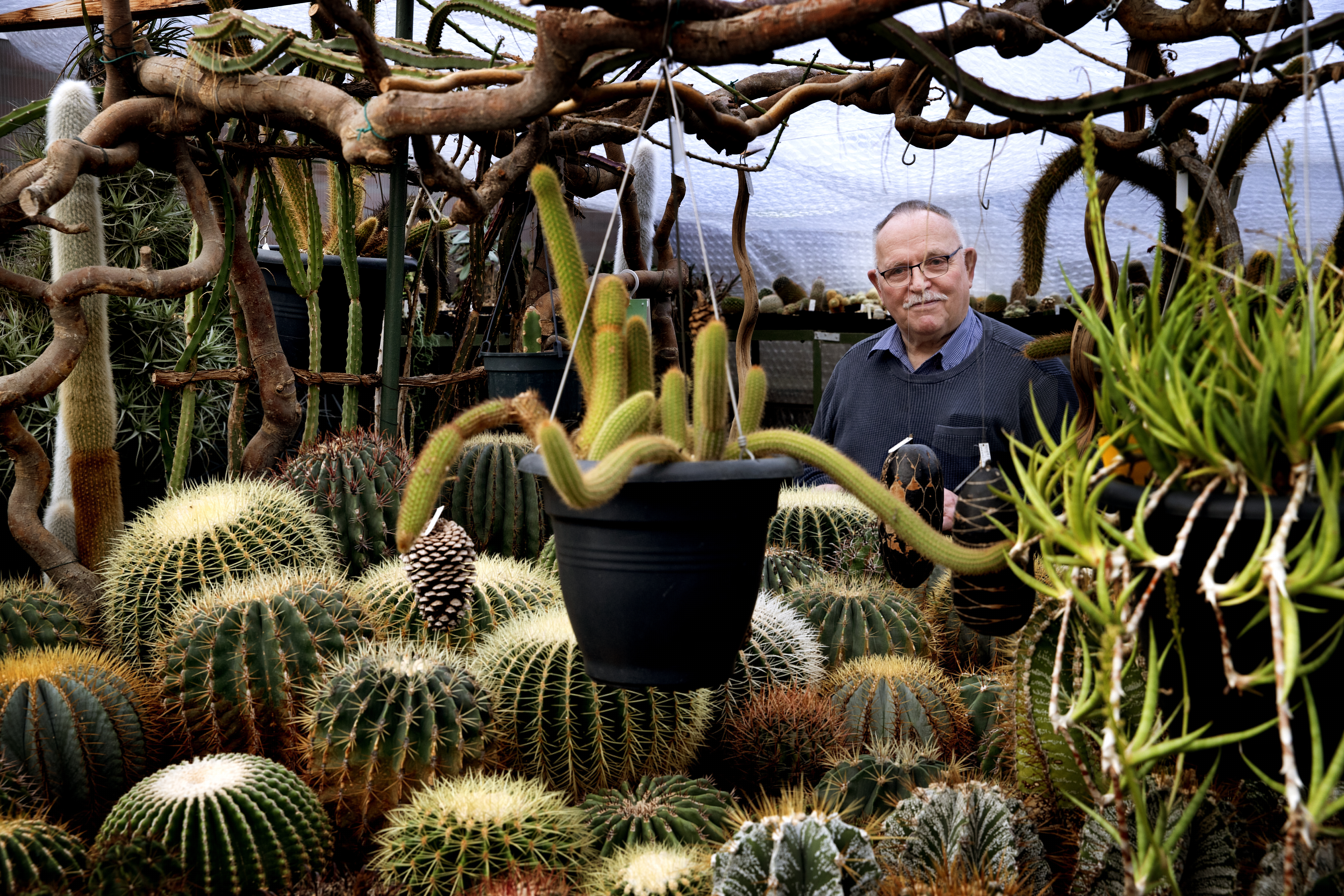 Cactussen prikkelen Harrie (77) al bijna zijn hele leven: ‘Er komt geen eind aan’