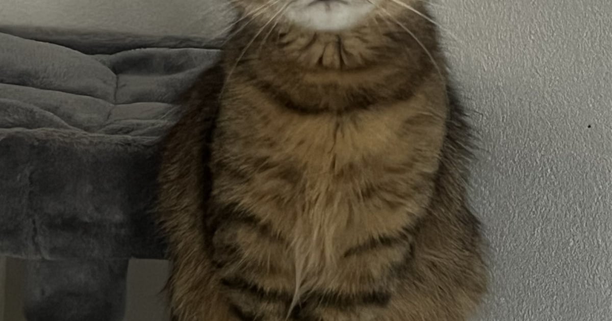 Heb jij Harvey of Ella gezien? Deze twee huisdieren worden in Maassluis vermist