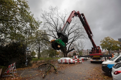 Oude eik in Eindhoven weerstaat storm Benjamin, maar daarvoor moet wel de zaag erin