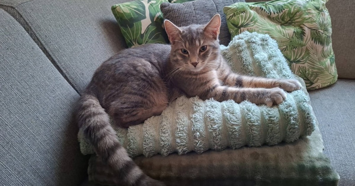 Heb jij Latte of Chucky gezien? Deze twee huisdieren worden in Kerkrade vermist