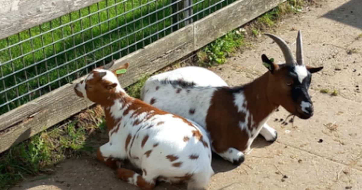 De Oude Zustertuin in Bodegraven zoekt nieuwe vrijwilligers