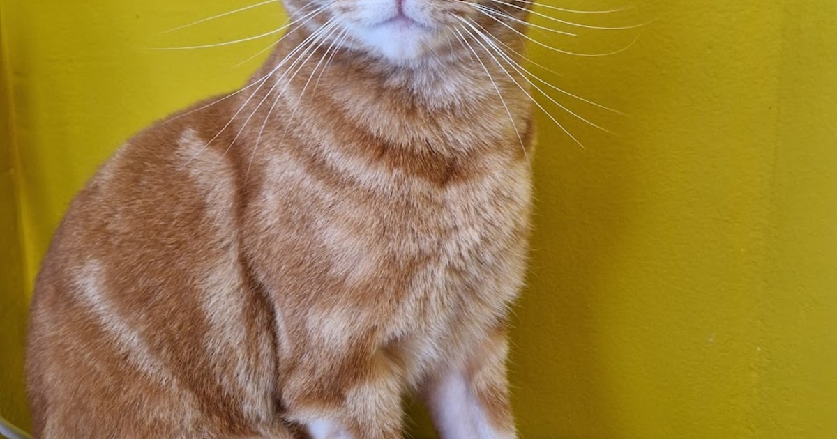 Heb jij Jelle, Herman of Moesh gezien? Deze vijf huisdieren worden in Leeuwarden vermist