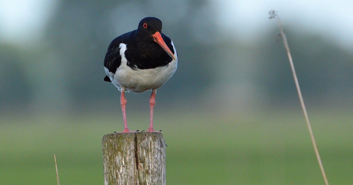 Den Helder waarschuwt voor scholeksterkuikens op de weg in Julianadorp